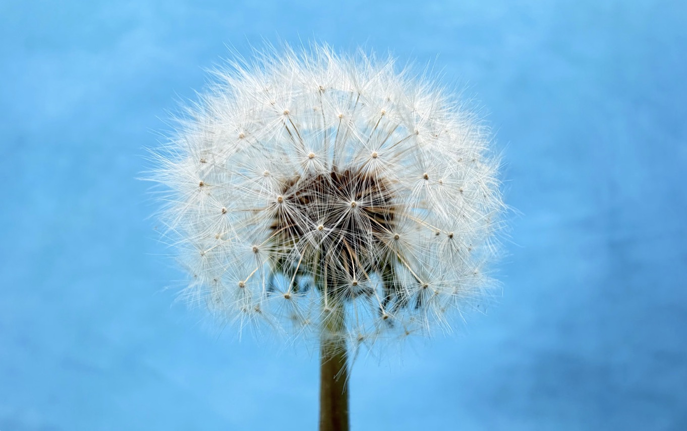 نمونه عکس ماکرو آیفون ۱۷